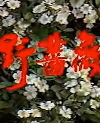 野蔷薇