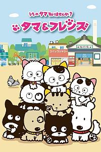 猫狗宠物街