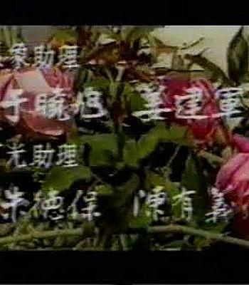 带露的玫瑰