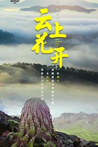 云上花开
