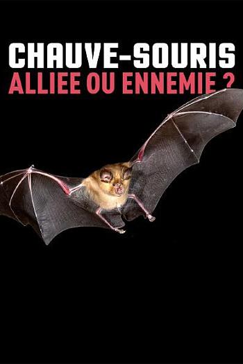 Chauve-souris : alliée ou ennemie ?