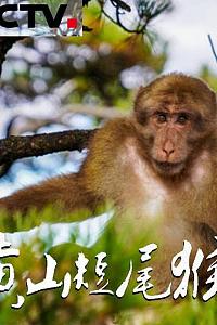 黄山短尾猴