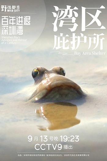 湾区庇护所
