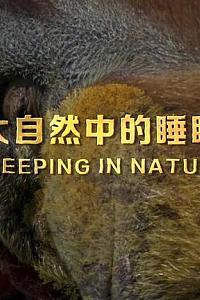 大自然中的睡眠