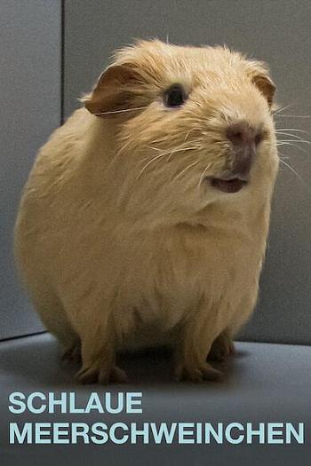 The Secret Lives of Guinea Pigs